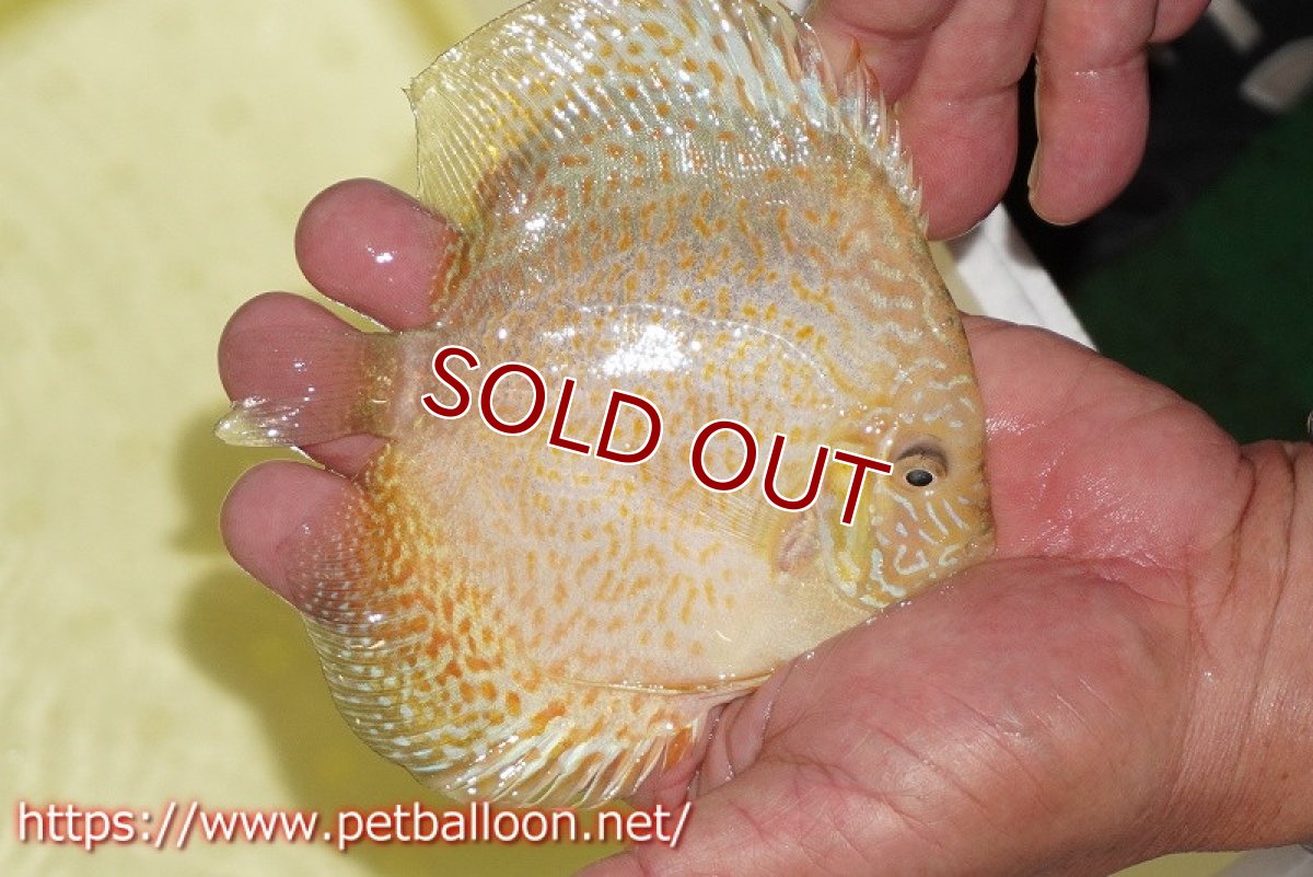 画像2: 【水槽スペース確保のため大特価】【ディスカス】【通販】ゴールデンレオパード【個体販売】12-13cm（生体）マレーシア　KLディスカスファーム (2)