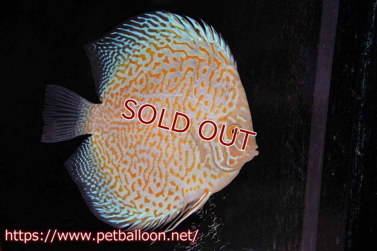 画像2: 【ディスカス】【通販】【産卵孵化経験あり】ゴールデンレオパード【個体ペア販売】14-15cm（生体）マレーシア　KLディスカスファーム (2)