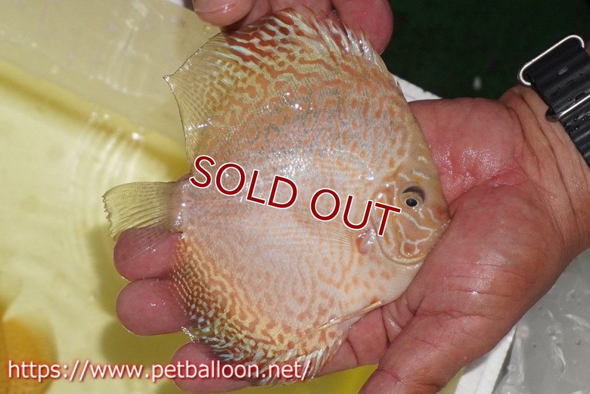 画像4: 【ディスカス】【通販】【産卵孵化経験あり】ゴールデンレオパード【個体ペア販売】14-15cm（生体）マレーシア　KLディスカスファーム (4)