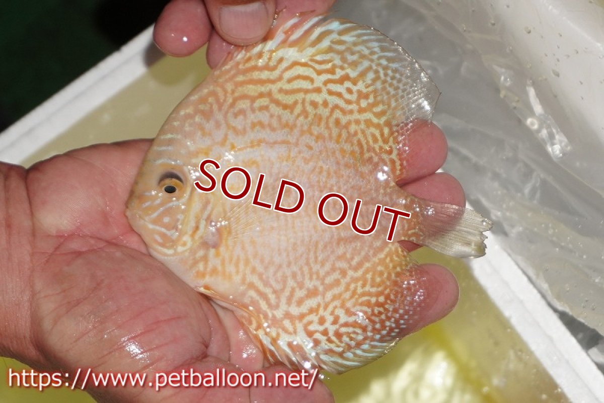 画像6: 【ディスカス】【通販】【産卵孵化経験あり】ゴールデンレオパード【個体ペア販売】14-15cm（生体）マレーシア　KLディスカスファーム (6)