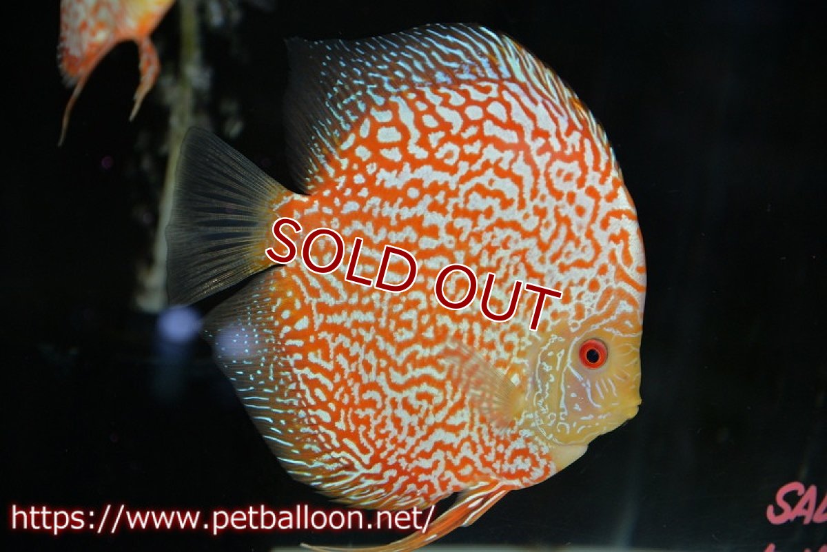 画像2: 【ディスカス】【通販】サンセットピジョンスネーク【個体ペア販売】15-16cm（生体） (2)