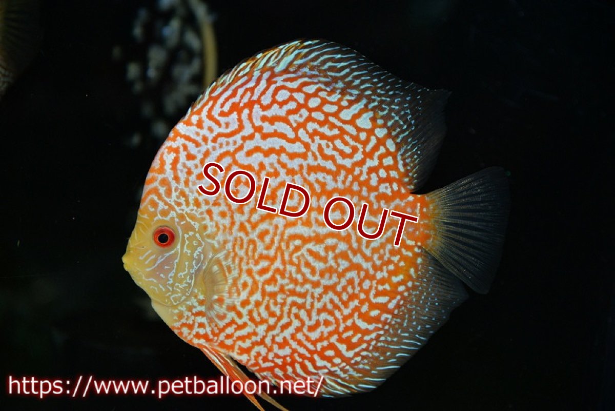 画像3: 【ディスカス】【通販】サンセットピジョンスネーク【個体ペア販売】15-16cm（生体） (3)