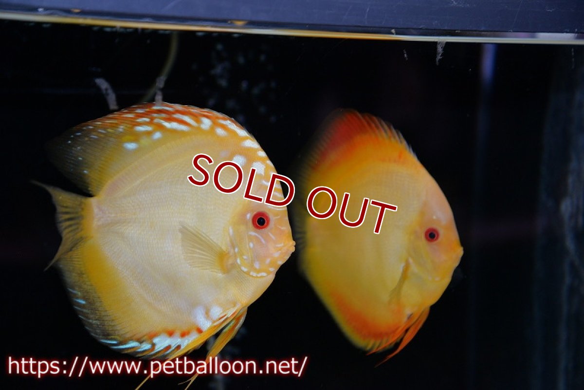 画像1: 【ディスカスペア祭り対象個体】【ディスカス】【通販】イエローダイヤモンド【個体ペア販売】14-15cm（生体） (1)