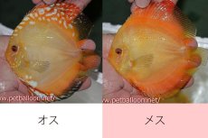 画像1: 【ペア祭り特選特価】【ディスカス】【通販】イエローダイヤモンド【個体ペア販売】14-15cm（生体） (1)