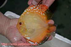 画像2: 【ペア祭り特選特価】【ディスカス】【通販】イエローダイヤモンド【個体ペア販売】14-15cm（生体） (2)