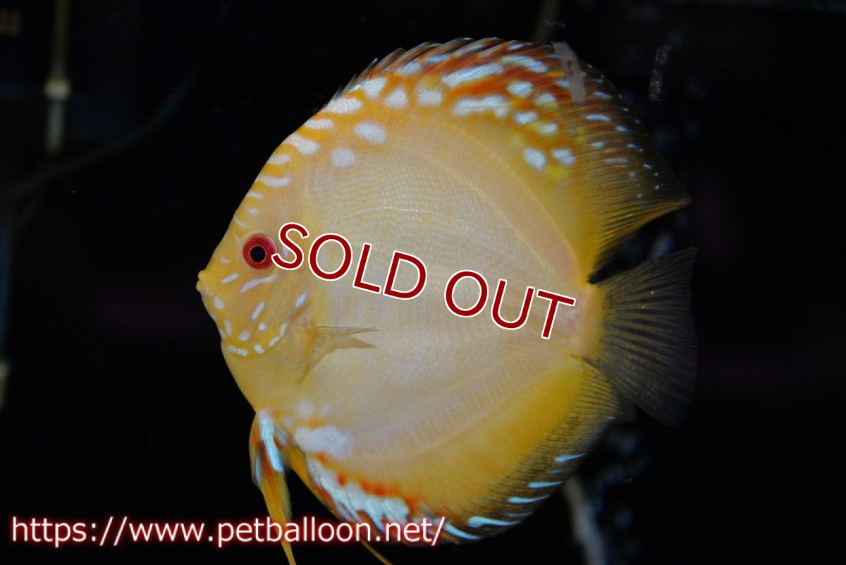 画像3: 【ディスカスペア祭り対象個体】【ディスカス】【通販】イエローダイヤモンド【個体ペア販売】14-15cm（生体） (3)