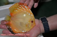 画像3: 【ペア祭り特選特価】【ディスカス】【通販】イエローダイヤモンド【個体ペア販売】14-15cm（生体） (3)