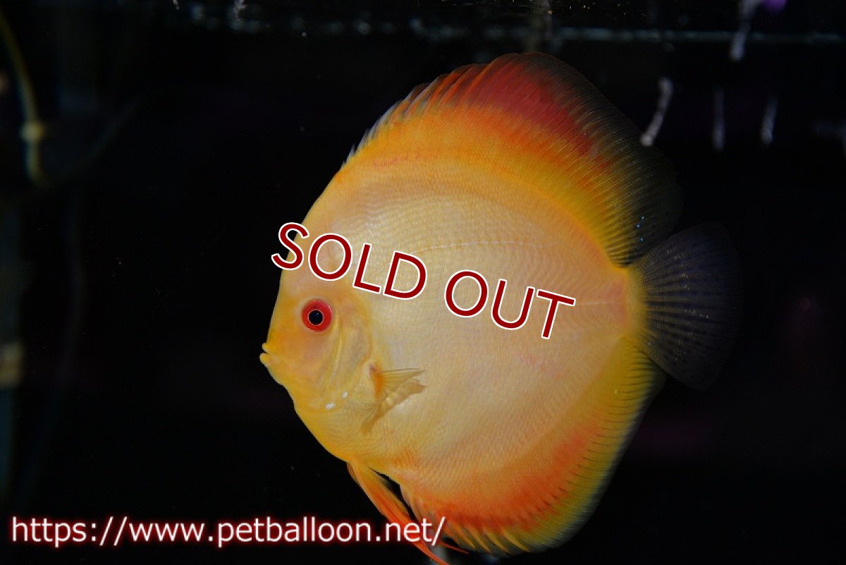 画像4: 【ディスカスペア祭り対象個体】【ディスカス】【通販】イエローダイヤモンド【個体ペア販売】14-15cm（生体） (4)