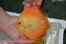 画像4: 【ペア祭り特選特価】【ディスカス】【通販】イエローダイヤモンド【個体ペア販売】14-15cm（生体） (4)