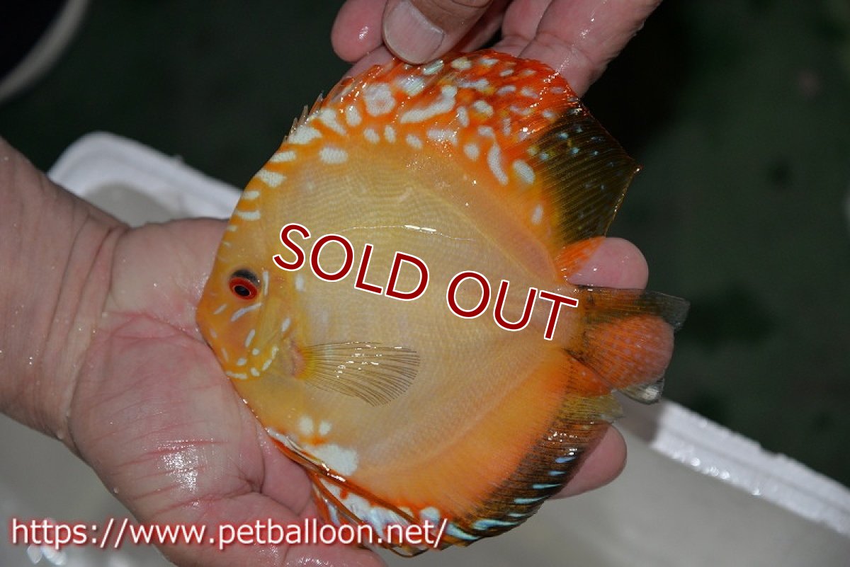 画像5: 【ディスカスペア祭り対象個体】【ディスカス】【通販】イエローダイヤモンド【個体ペア販売】14-15cm（生体） (5)