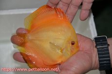 画像5: 【ペア祭り特選特価】【ディスカス】【通販】イエローダイヤモンド【個体ペア販売】14-15cm（生体） (5)