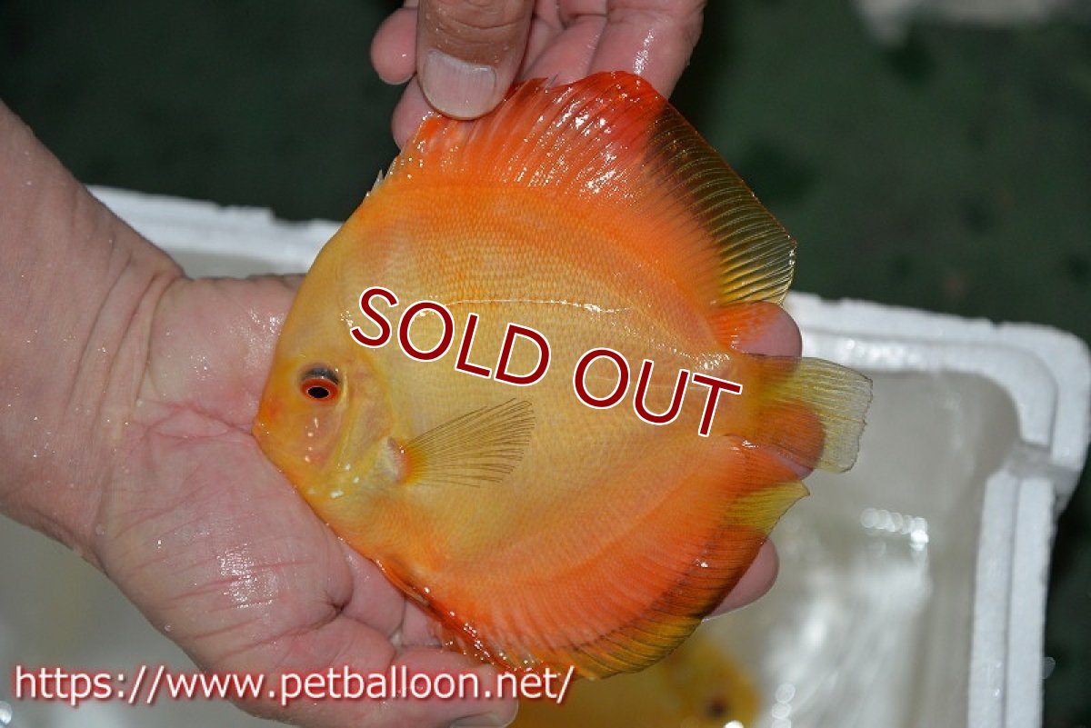 画像7: 【ディスカスペア祭り対象個体】【ディスカス】【通販】イエローダイヤモンド【個体ペア販売】14-15cm（生体） (7)