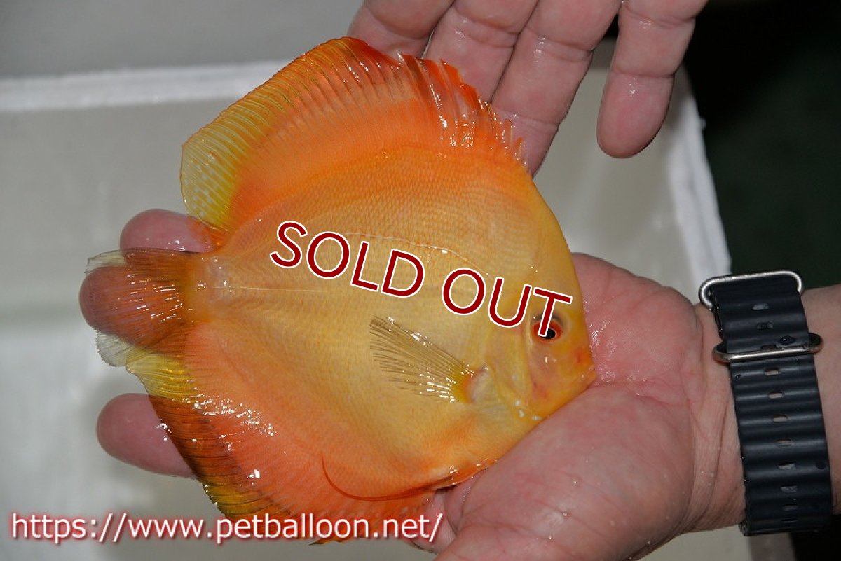 画像8: 【ディスカスペア祭り対象個体】【ディスカス】【通販】イエローダイヤモンド【個体ペア販売】14-15cm（生体） (8)