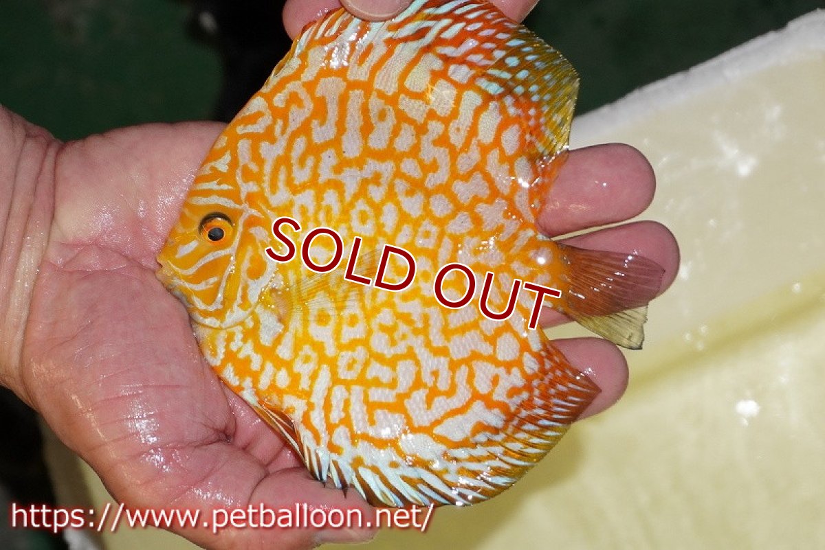 画像2: 【ディスカス】【通販】ゴールデンジャガー（ハイフォーム）【個体販売】13-14cm（生体）マレーシア　NAディスカスファーム (2)