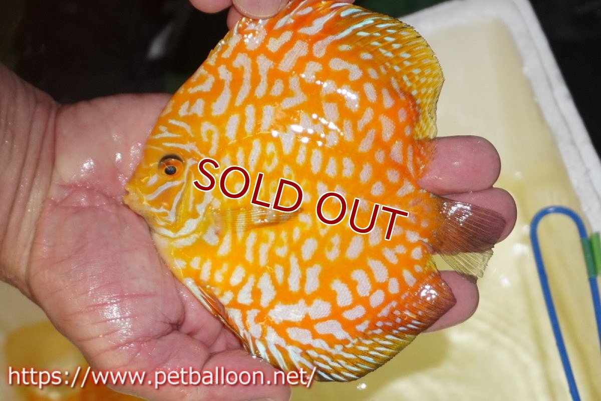 画像2: 【ディスカス】【通販】ゴールデンジャガー（ハイフォーム）【個体販売】13-14cm（生体）マレーシア　NAディスカスファーム (2)