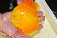 画像1: 【ディスカス】【通販】ゴールデンダイヤモンド（スーパーソリッド）【個体販売】13-14cm（生体）マレーシア　NAディスカスファーム (1)