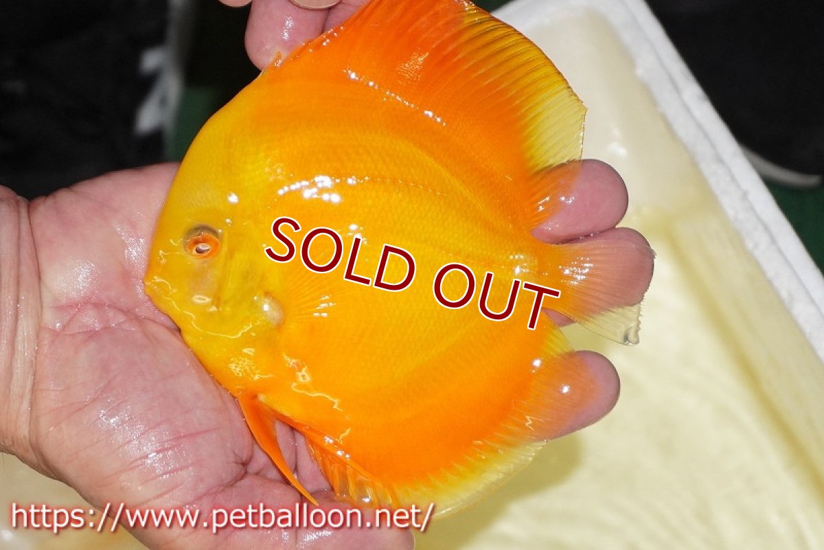 画像2: 【ディスカス】【通販】ゴールデンダイヤモンド（スーパーソリッド）【個体販売】13-14cm（生体）マレーシア　NAディスカスファーム (2)