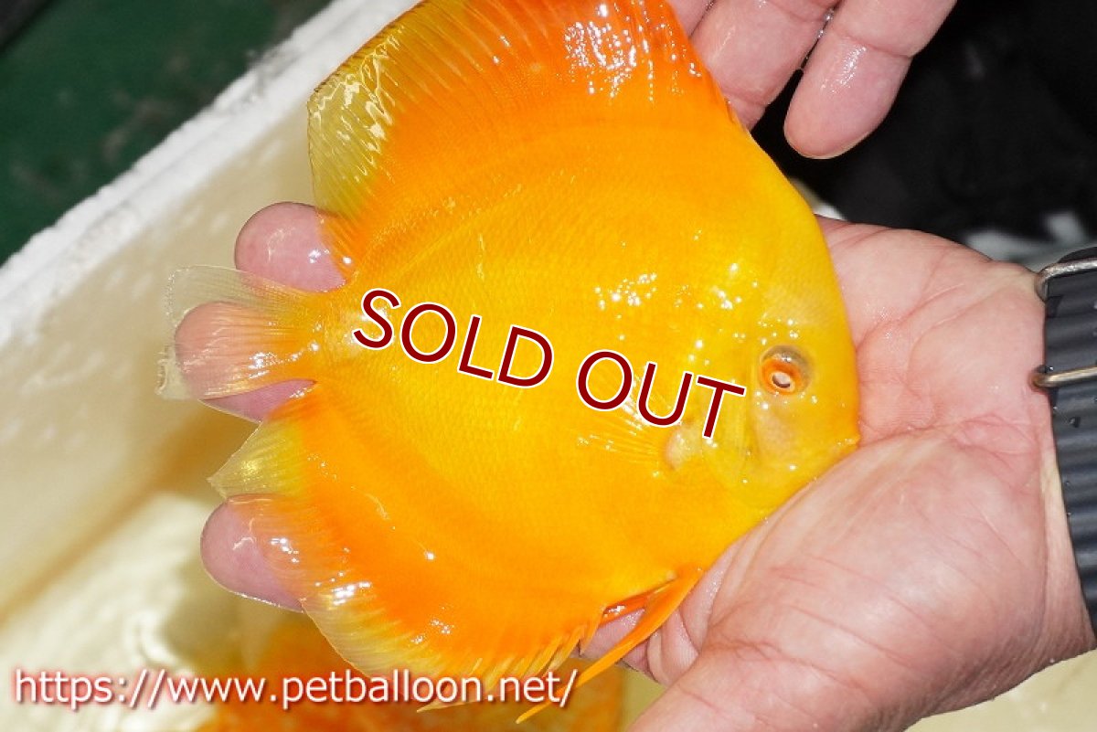 画像3: 【ディスカス】【通販】ゴールデンダイヤモンド（スーパーソリッド）【個体販売】13-14cm（生体）マレーシア　NAディスカスファーム (3)