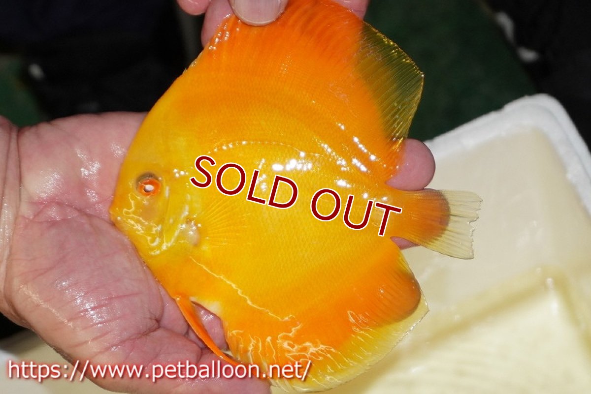 画像2: 【ディスカス】【通販】ゴールデンダイヤモンド（スーパーソリッド）【個体販売】13-14cm（生体）マレーシア　NAディスカスファーム (2)