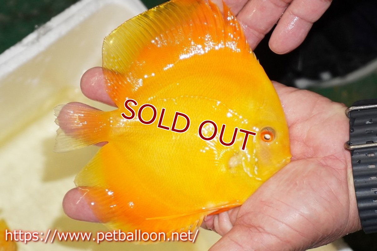 画像3: 【ディスカス】【通販】ゴールデンダイヤモンド（スーパーソリッド）【個体販売】13-14cm（生体）マレーシア　NAディスカスファーム (3)