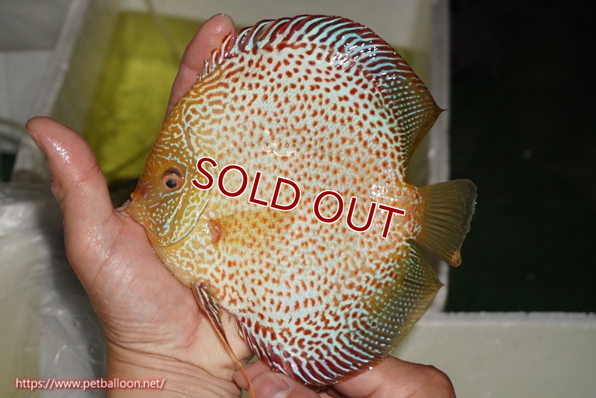 画像2: 【ディスカス】【ディスカス】【通販】サクラゴールデンレオパードスネーク（ハイフォーム）【個体販売】15-16cm（生体）マレーシア　KLディスカスファーム (2)