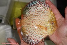 画像2: 【ディスカス】【通販】サクラゴールデンレオパードスネーク（ハイフォーム）【個体販売】15-16cm（生体）マレーシア　KLディスカスファーム (2)