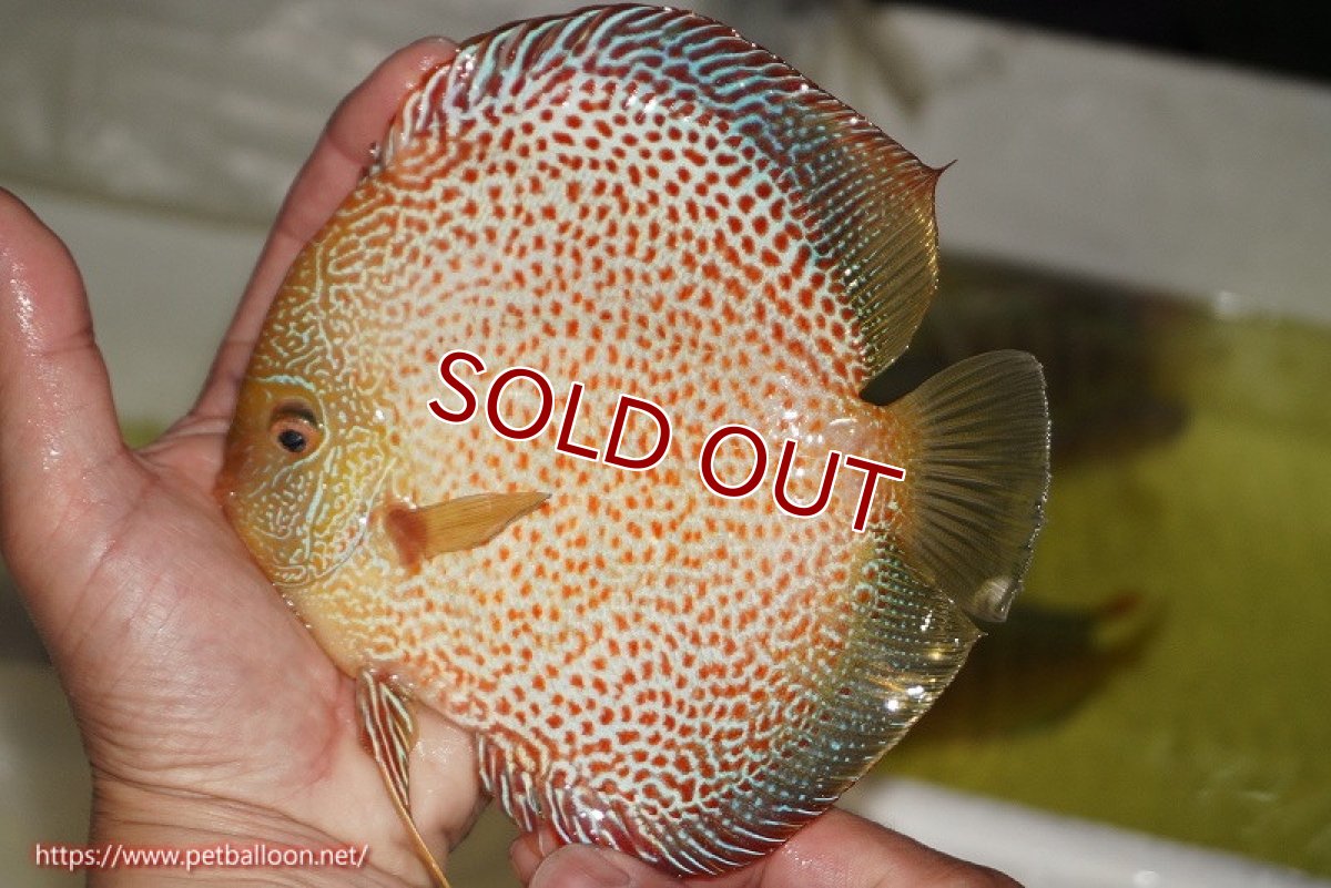 画像1: 【ディスカス】【通販】サクラゴールデンレオパードスネーク（ハイフォーム）【個体販売】15-16cm（生体）マレーシア　KLディスカスファーム (1)