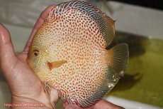 画像1: 【ディスカス】【通販】サクラゴールデンレオパードスネーク（ハイフォーム）【個体販売】15-16cm（生体）マレーシア　KLディスカスファーム (1)