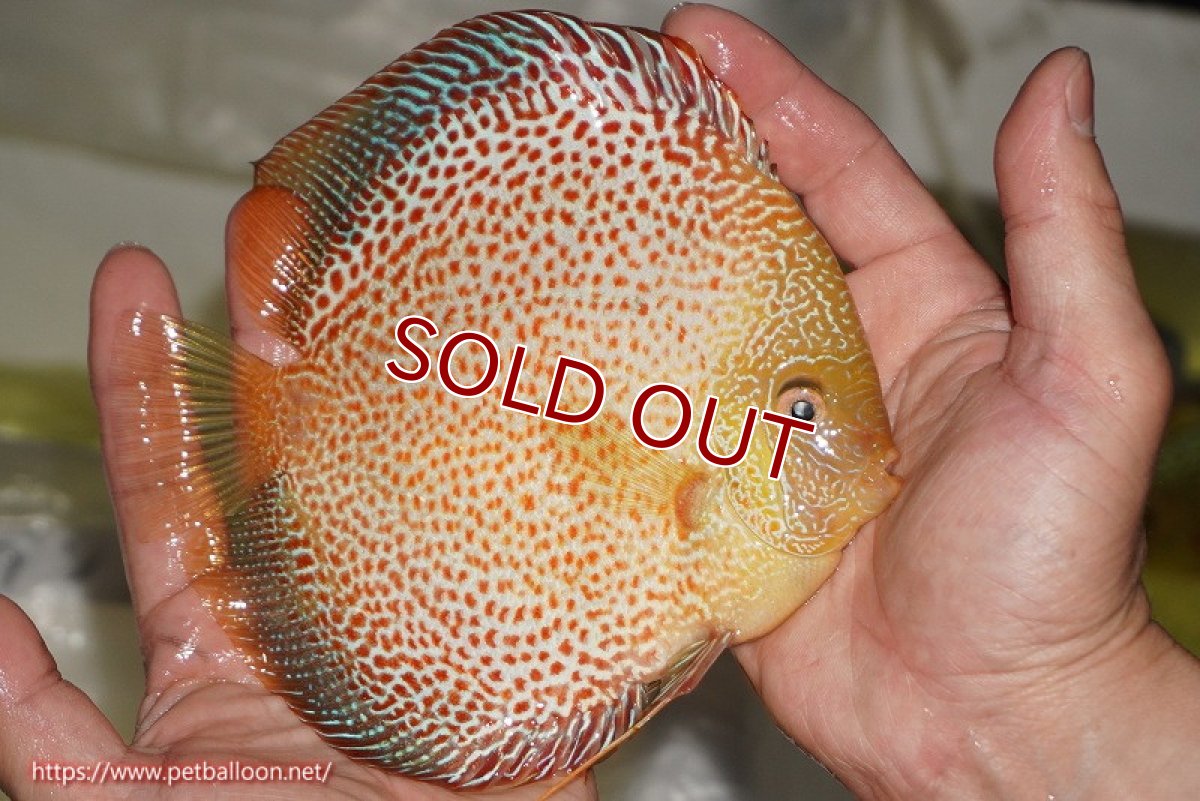 画像2: 【ディスカス】【通販】サクラゴールデンレオパードスネーク（ハイフォーム）【個体販売】15-16cm（生体）マレーシア　KLディスカスファーム (2)