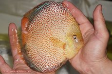 画像2: 【ディスカス】【通販】サクラゴールデンレオパードスネーク（ハイフォーム）【個体販売】15-16cm（生体）マレーシア　KLディスカスファーム (2)