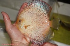 画像1: 【ディスカス】【通販】サクラゴールデンレオパードスネーク（ハイフォーム）【個体販売】15-16cm（生体）マレーシア　KLディスカスファーム (1)