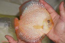 画像2: 【ディスカス】【通販】サクラゴールデンレオパードスネーク（ハイフォーム）【個体販売】15-16cm（生体）マレーシア　KLディスカスファーム (2)