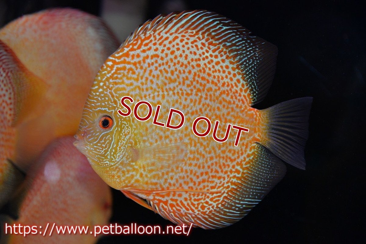 画像1: 【ディスカス】【通販】サクラゴールデンレオパードスネーク（ハイフォーム）【個体販売】15-16cm（生体）マレーシア　KLディスカスファーム (1)