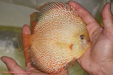 画像2: 【ディスカス】【通販】サクラゴールデンレオパードスネーク（ハイフォーム）【個体販売】15-16cm（生体）マレーシア　KLディスカスファーム (2)