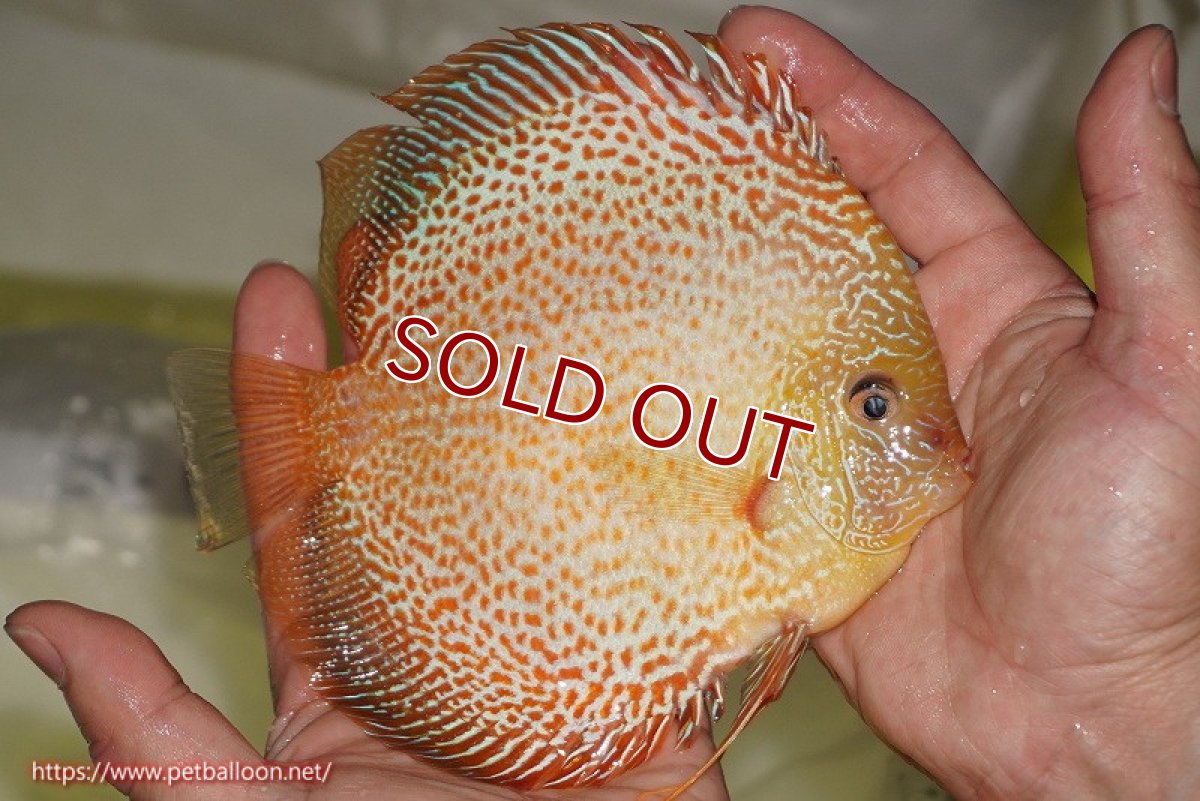 画像3: 【ディスカス】【通販】サクラゴールデンレオパードスネーク（ハイフォーム）【個体販売】15-16cm（生体）マレーシア　KLディスカスファーム (3)