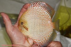 画像1: 【ディスカス】【通販】サクラゴールデンレオパードスネーク（ハイフォーム）【個体販売】15-16cm（生体）マレーシア　KLディスカスファーム (1)
