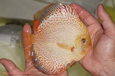 画像2: 【ディスカス】【通販】サクラゴールデンレオパードスネーク（ハイフォーム）【個体販売】15-16cm（生体）マレーシア　KLディスカスファーム (2)