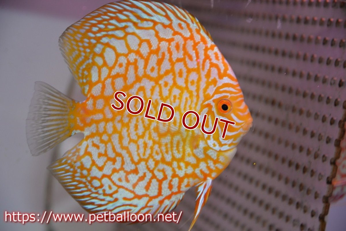 画像2: 【ディスカス】【通販】ゴールデンジャガー（ハイフォーム）【個体ペア販売】13-14cm（生体）マレーシア　NAディスカスファーム (2)