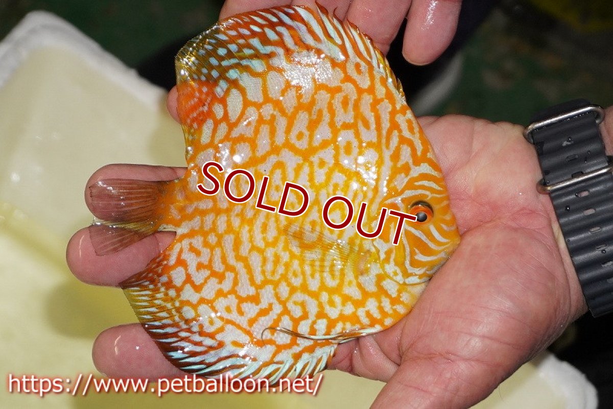 画像4: 【ディスカス】【通販】ゴールデンジャガー（ハイフォーム）【個体ペア販売】13-14cm（生体）マレーシア　NAディスカスファーム (4)