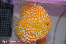 画像5: 【アーリーサマーセール10%OFFクーポン番号（10）対象商品 改良ディスカス10000円以上お買い上げでプレミアムディスカスフードプレゼント】【ディスカス】【通販】ゴールデンジャガー（ハイフォーム）【個体ペア販売】13-14cm（生体）マレーシア　NAディスカスファーム (5)