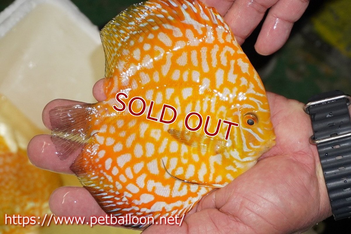 画像7: 【ディスカス】【通販】ゴールデンジャガー（ハイフォーム）【個体ペア販売】13-14cm（生体）マレーシア　NAディスカスファーム (7)