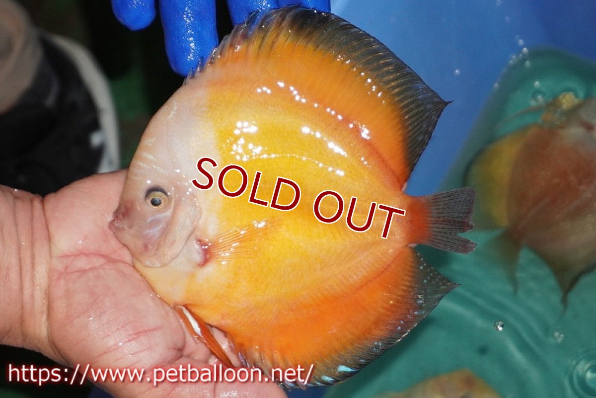 画像2: 【ディスカス】【通販】ジャイアントゴールデンホワイト（ハイフォーム）【個体販売】16-17cm（生体）マレーシア　NAディスカスファーム (2)