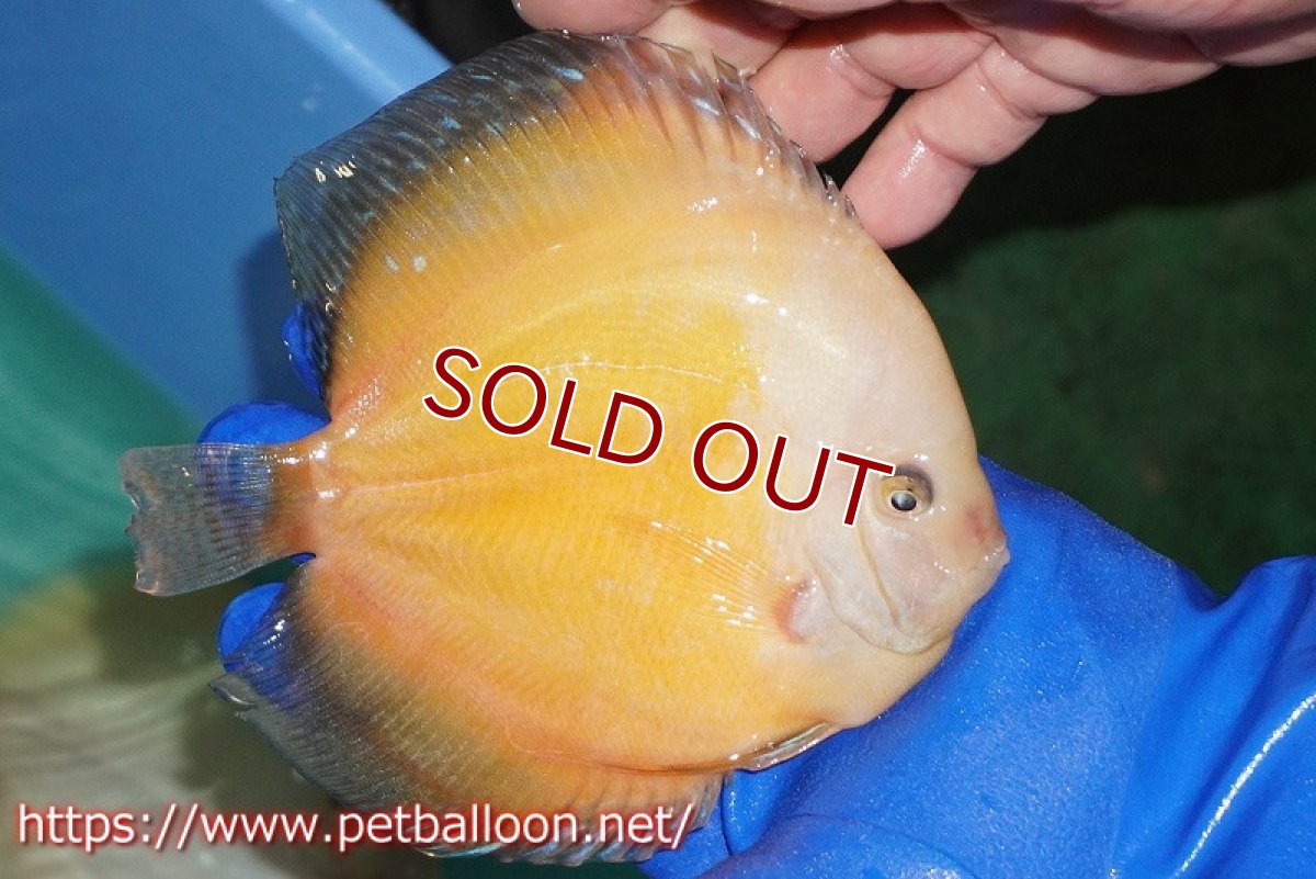 画像3: 【ディスカス】【通販】ジャイアントゴールデンホワイト（ハイフォーム）【個体販売】16-17cm（生体）マレーシア　NAディスカスファーム (3)