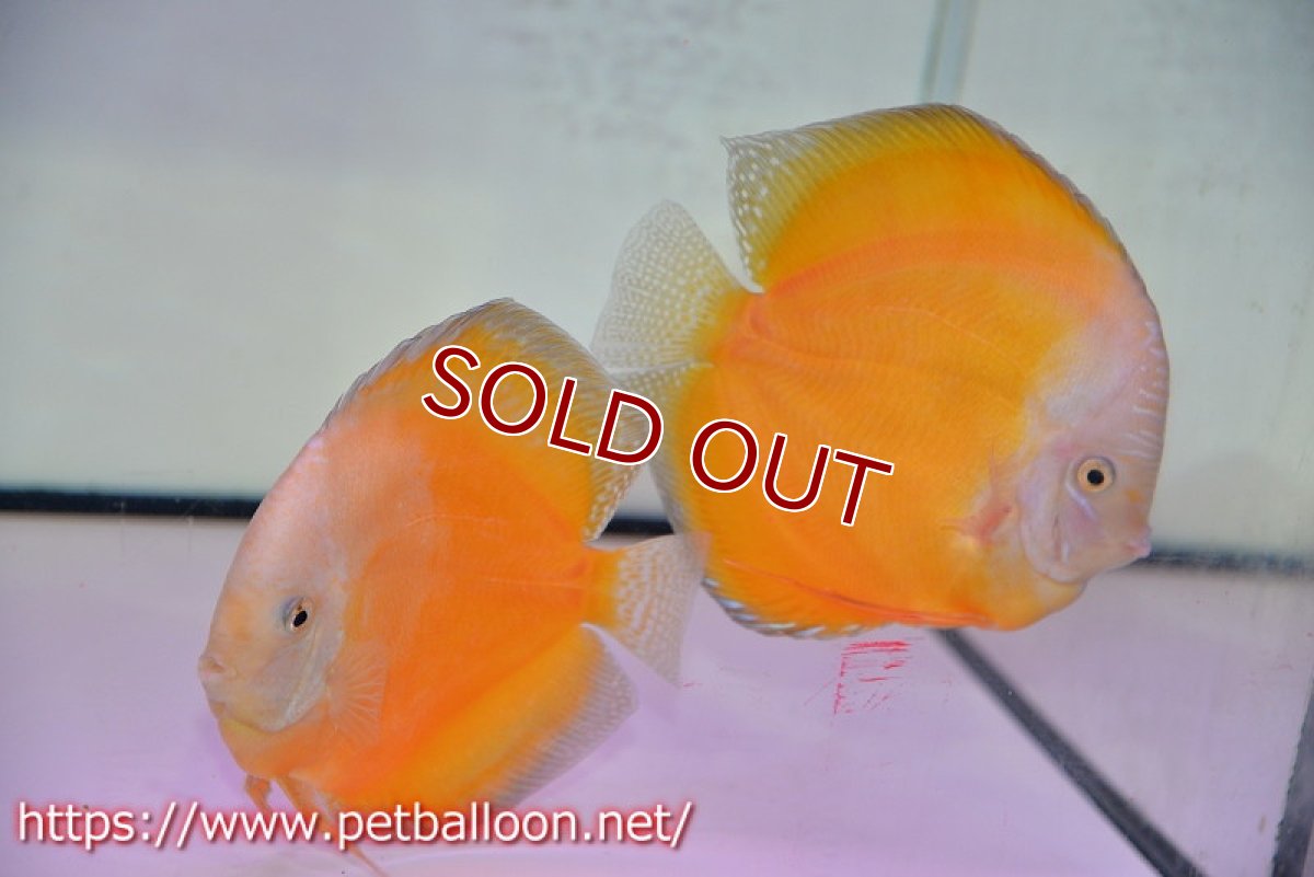 画像1: 【ディスカス】【通販】【産卵経験あり】ジャイアントゴールデンホワイト（ハイフォーム）【個体ペア販売】16-17cm（生体）マレーシア　NAディスカスファーム (1)