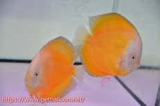 画像1: 【ディスカス】【通販】ジャイアントゴールデンホワイト（ハイフォーム）【個体ペア販売】16-17cm（生体）マレーシア　NAディスカスファーム (1)