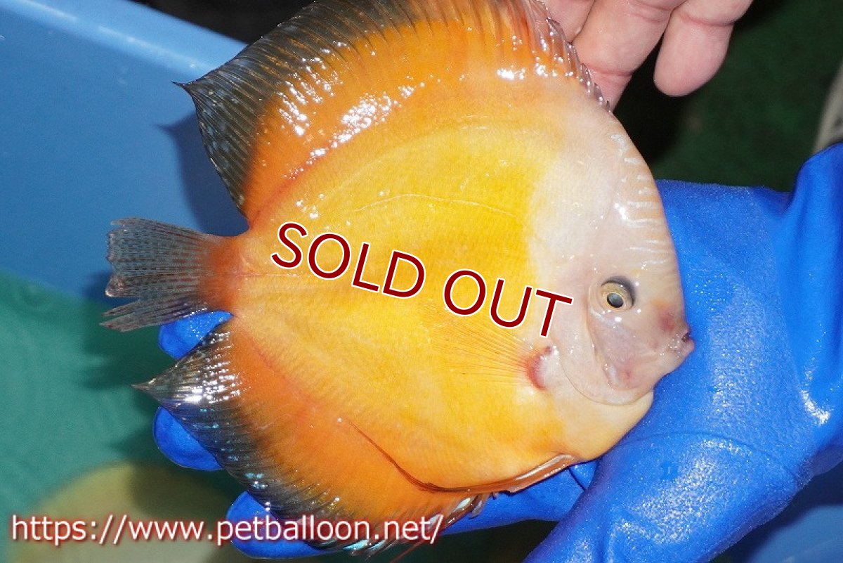 画像4: 【ディスカス】【通販】【産卵経験あり】ジャイアントゴールデンホワイト（ハイフォーム）【個体ペア販売】16-17cm（生体）マレーシア　NAディスカスファーム (4)