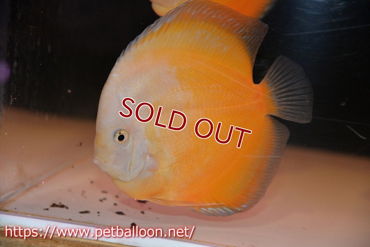 画像5: 【ディスカス】【通販】【産卵経験あり】ジャイアントゴールデンホワイト（ハイフォーム）【個体ペア販売】16-17cm（生体）マレーシア　NAディスカスファーム (5)