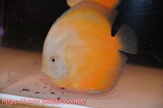 画像5: 【ディスカス】【通販】ジャイアントゴールデンホワイト（ハイフォーム）【個体ペア販売】16-17cm（生体）マレーシア　NAディスカスファーム (5)