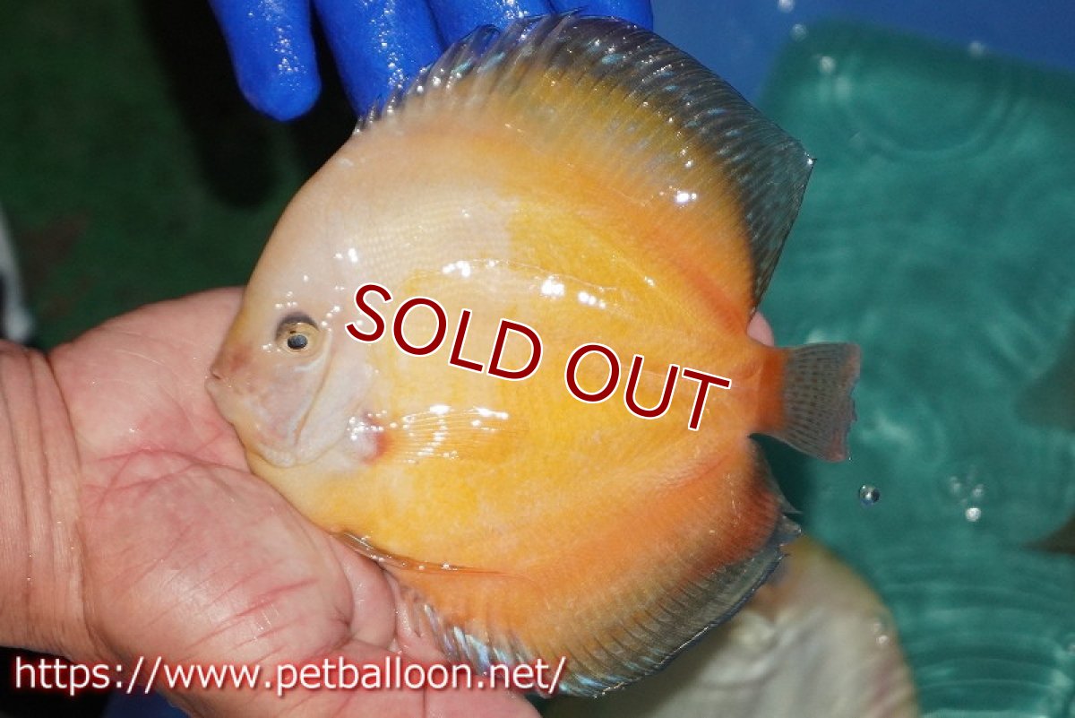 画像6: 【ディスカス】【通販】【産卵経験あり】ジャイアントゴールデンホワイト（ハイフォーム）【個体ペア販売】16-17cm（生体）マレーシア　NAディスカスファーム (6)