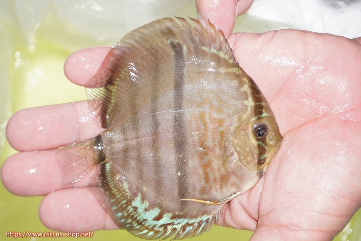 画像5: 【サマーセール クーポンご利用で更に10％OFF対象商品】【ディスカス】【通販】トロンベタスヘッケルクロス（タイプイエロー）【個体販売】11cm（生体）マレーシア　KLディスカスファーム (5)